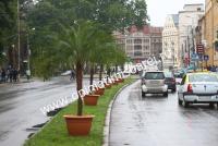Imagine atasata: palmieri-timisoara-centru-17.jpg